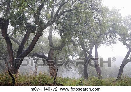 Oaks of Andalucia, cork bark for industrial use View Large Photo Image Stock Image - Oaks of Andalucia, cork bark for industrial use. Fotosearch