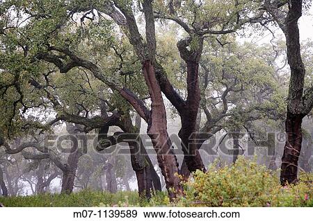 Oaks of Andalucia, cork bark for industrial use View Large Photo Image Stock Photo - Oaks of Andalucia, cork bark for industrial use. Fotosearch