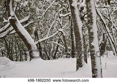 Stock Image - oaks of the Mola Plan? cia, Banyalbufar, Sierra de Tramuntana Majorca Balearic Islands Spain. Fotosearch