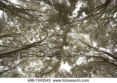 Oaks Quercus Ilex Forest of Son Palou Orient Bunyola Mallorca Tramuntana Balearic Islands, Spain View Large Photo Image Stock Image - Oaks Quercus Ilex Forest of Son Palou Orient Bunyola Mallorca Tramuntana Balearic Islands, Spain. Fotosearch