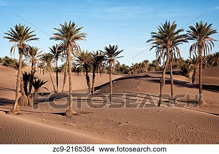 Oasis and palm grove, M? Hamid, Draa Valley, Morocco. View Large Photo Image Picture - Oasis and palm grove, M? Hamid, Draa Valley, Morocco.. Fotosearch