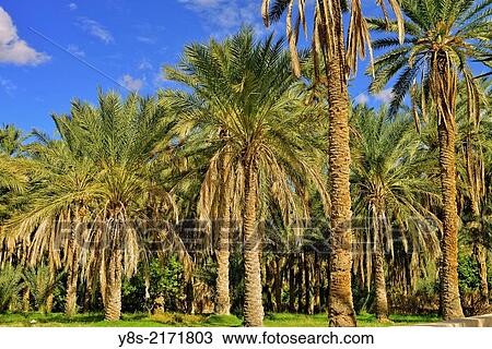Stock Image - Oasis Mides, Tozeur Province, Tunisia.. Fotosearch