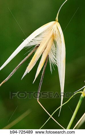Oat (Avena sativa). Collserola park, Barcelona, Catalonia, Spain View Large Photo Image Stock Photo - Oat (Avena sativa). Collserola park, Barcelona, Catalonia, Spain. Fotosearch