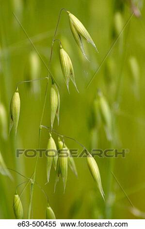 Oats (Avena sativa). Wellington, Ontario, Canada View Large Photo Image Stock Photography - Oats (Avena sativa). Wellington, Ontario, Canada. Fotosearch