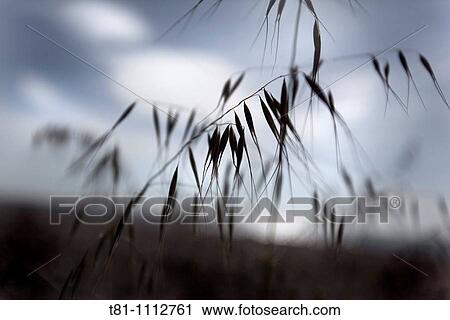 oats, Mediterranean landscape View Large Photo Image Stock Image - oats, Mediterranean landscape. Fotosearch