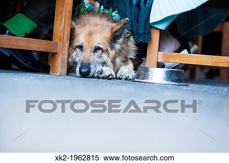 Obedient dog waiting the owner View Large Photo Image Stock Photography - Obedient dog waiting the owner. Fotosearch