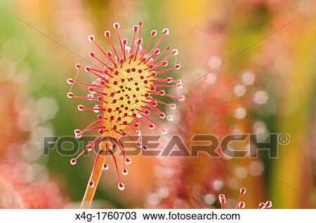 Stock Image - Oblong-leaved Sundew or Spoonleaf Sundew Drosera intermedia. Fotosearch