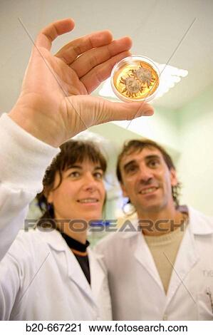Observation of Armillaria fungi (root pathogen fungi) sample in Petri dish. Plant health laboratory, Neiker Tecnalia, Instituto de Investigaci? n y Desarrollo Agrario, Ganadero, Forestal y del Medio Natural, Arkaute, Alava, Euskadi, Spain. View Large Photo Image Stock Image - Observation of Armillaria fungi (root pathogen fungi) sample in Petri dish. Plant health laboratory, Neiker Tecnalia, Instituto de Investigaci? n y Desarrollo Agrario, Ganadero, Forestal y del Medio Natural, Arkaute, Alava, Euskadi, Spain.. Fotosearch