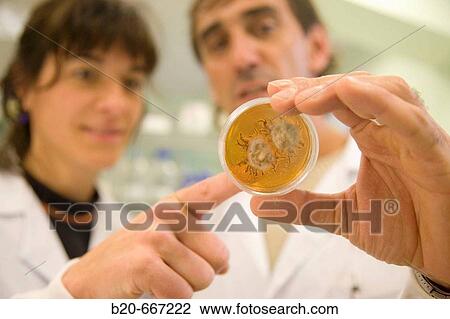 Observation of Armillaria fungi (root pathogen fungi) sample in Petri dish. Plant health laboratory, Neiker Tecnalia, Instituto de Investigaci? n y Desarrollo Agrario, Ganadero, Forestal y del Medio Natural, Arkaute, Alava, Euskadi, Spain. View Large Photo Image Stock Image - Observation of Armillaria fungi (root pathogen fungi) sample in Petri dish. Plant health laboratory, Neiker Tecnalia, Instituto de Investigaci? n y Desarrollo Agrario, Ganadero, Forestal y del Medio Natural, Arkaute, Alava, Euskadi, Spain.. Fotosearch