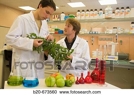 Observation of tomato plant pathogens, Laboratory of Horticulture, Departamento de Producci? n y Protecci? n Vegetal, Neiker Tecnalia, Instituto de Investigaci? n y Desarrollo Agrario, Ganadero, Forestal y del Medio Natural, Derio, Bizkaia, Euskadi, Spain View Large Photo Image Stock Image - Observation of tomato plant pathogens, Laboratory of Horticulture, Departamento de Producci? n y Protecci? n Vegetal, Neiker Tecnalia, Instituto de Investigaci? n y Desarrollo Agrario, Ganadero, Forestal y del Medio Natural, Derio, Bizkaia, Euskadi, Spain. Fotosearch