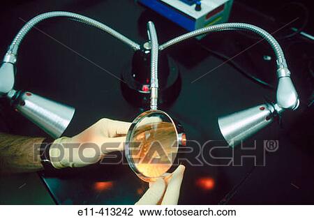 Observing a petri dish sample View Large Photo Image Stock Image - Observing a petri dish sample. Fotosearch