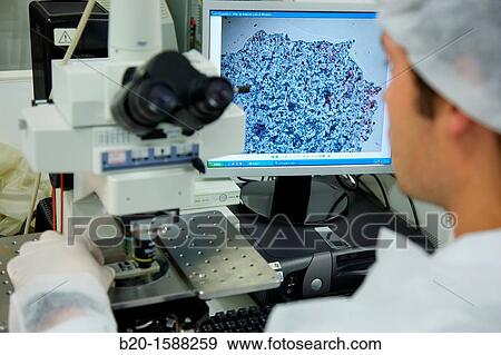 Stock Photo - Obtention of HepG2 cell images through fluorescence microscopy in the? colony forming assay? to determine the toxicity of the sample, Cell Culture Laboratory. Fotosearch