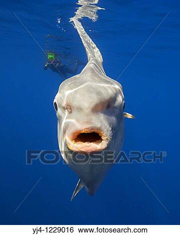 ocean sunfish, Mola mola, and snorkeler with underwater video camera, off San Diego, California, USA, East Paficic Ocean View Large Photo Image Stock Photograph - ocean sunfish, Mola mola, and snorkeler with underwater video camera, off San Diego, California, USA, East Paficic Ocean. Fotosearch
