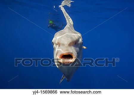 ocean sunfish, Mola mola, and snorkeler with underwater video camera, off San Diego, California, USA, East Paficic Ocean View Large Photo Image Stock Photograph - ocean sunfish, Mola mola, and snorkeler with underwater video camera, off San Diego, California, USA, East Paficic Ocean. Fotosearch