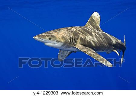 Stock Image - oceanic whitetip shark, Carcharhinus longimanus, Kona Coast, Big Island, Hawaii, USA, Pacific Ocean. Fotosearch