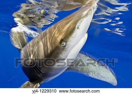 Stock Image - oceanic whitetip shark, Carcharhinus longimanus, displaying nictitating membrane, Kona Coast, Big Island, Hawaii, USA, Pacific Ocean. Fotosearch
