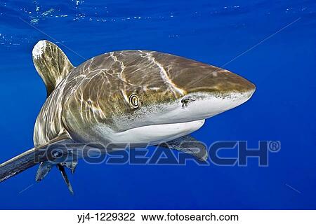 Stock Image - oceanic whitetip shark, Carcharhinus longimanus, Kona Coast, Big Island, Hawaii, USA, Pacific Ocean. Fotosearch