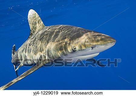 oceanic whitetip shark, Carcharhinus longimanus, Kona Coast, Big Island, Hawaii, USA, Pacific Ocean View Large Photo Image Stock Photo - oceanic whitetip shark, Carcharhinus longimanus, Kona Coast, Big Island, Hawaii, USA, Pacific Ocean. Fotosearch