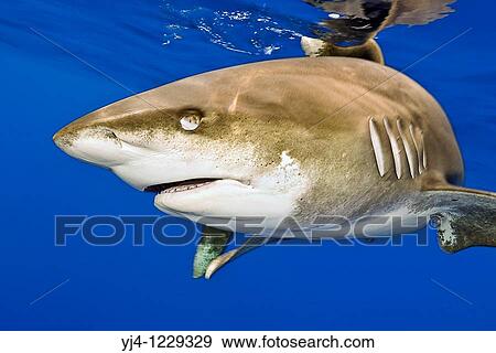 Stock Photo - oceanic whitetip shark, Carcharhinus longimanus, displaying nictitating membrane, Kona Coast, Big Island, Hawaii, USA, Pacific Ocean. Fotosearch