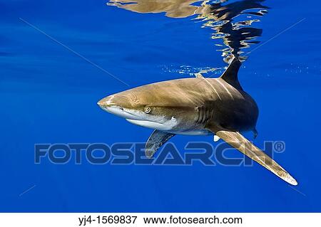 Stock Photo - oceanic whitetip shark, Carcharhinus longimanus, Kona Coast, Big Island, Hawaii, USA, Pacific Ocean. Fotosearch