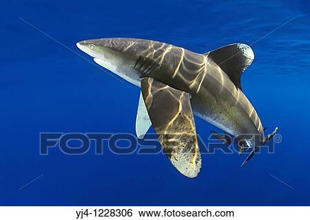 oceanic whitetip shark, Carcharhinus longimanus, with remora, Remora sp, IUCN Vulnerable Species, Kona Coast, Big Island, Hawaii, USA, Pacific Ocean View Large Photo Image Stock Photograph - oceanic whitetip shark, Carcharhinus longimanus, with remora, Remora sp, IUCN Vulnerable Species, Kona Coast, Big Island, Hawaii, USA, Pacific Ocean. Fotosearch