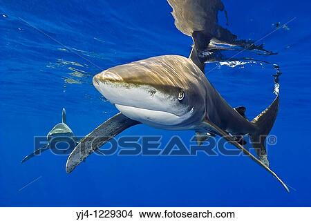 Picture - oceanic whitetip sharks, Carcharhinus longimanus, Kona Coast, Big Island, Hawaii, USA, Pacific Ocean. Fotosearch