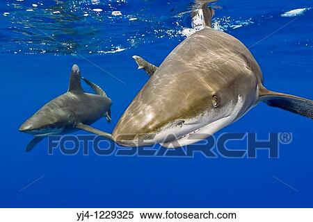Stock Photography - oceanic whitetip sharks, Carcharhinus longimanus, Kona Coast, Big Island, Hawaii, USA, Pacific Ocean. Fotosearch
