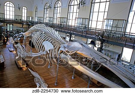 oceanographic museum. montecarlo. View Large Photo Image Stock Image - oceanographic museum. montecarlo.. Fotosearch