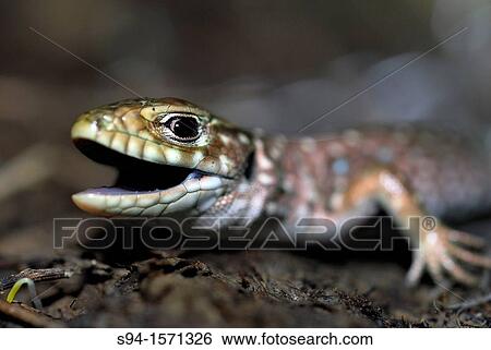 Stock Photograph - Ocellated lizard juvenil Timon lepidus in Camorchos ponds, Hoyo de Manzanares, Madrid, Spain. Fotosearch