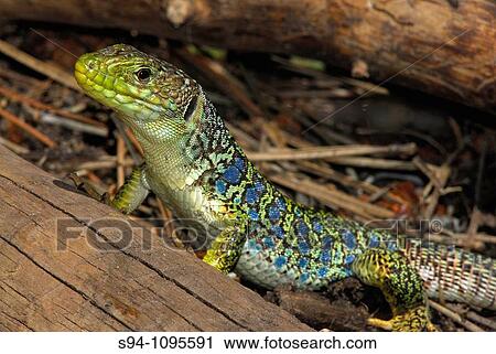 Ocellated lizard "Timon lepidus" in Barranco del Cabrerizo area, Albarracin mountain range, Teruel, Aragon, Spain View Large Photo Image Stock Image - Ocellated lizard "Timon lepidus" in Barranco del Cabrerizo area, Albarracin mountain range, Teruel, Aragon, Spain. Fotosearch