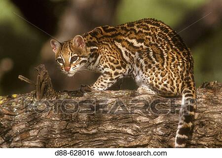 Ocelot. View Large Photo Image Stock Photograph - Ocelot.. Fotosearch