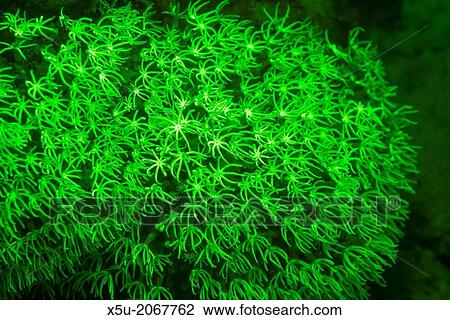 Octocoral possibly Tubipora species polyps fluorescing. Family Octocorallia. View Large Photo Image Stock Image - Octocoral possibly Tubipora species polyps fluorescing. Family Octocorallia.. Fotosearch