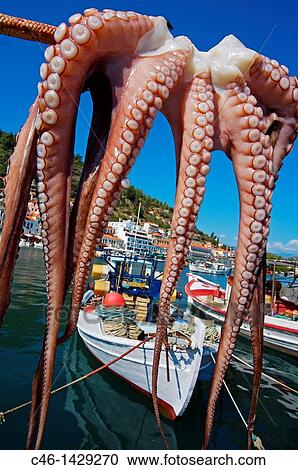 Octopus drying, Gythio Laconia, Peloponnese Greece View Large Photo Image Stock Image - Octopus drying, Gythio Laconia, Peloponnese Greece. Fotosearch