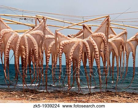 Octopus drying in the sun, Las Rotas beach, Denia, Alicante province, Comunidad Valenciana, Spain View Large Photo Image Picture - Octopus drying in the sun, Las Rotas beach, Denia, Alicante province, Comunidad Valenciana, Spain. Fotosearch