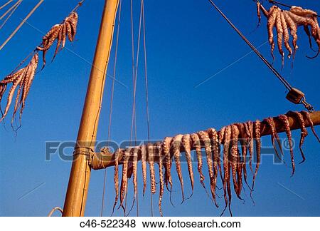 Octopus drying. Mikonos. Cyclades Islands. Greece View Large Photo Image Stock Photo - Octopus drying. Mikonos. Cyclades Islands. Greece. Fotosearch