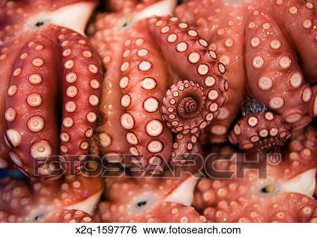 Octopus for sale at Tsukiji fish market Toyo Japan View Large Photo Image Stock Photograph - Octopus for sale at Tsukiji fish market Toyo Japan. Fotosearch