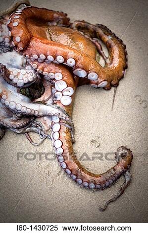 Octopus near of Ribadeo View Large Photo Image Stock Photography - Octopus near of Ribadeo. Fotosearch