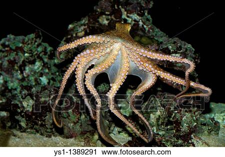 Stock Image - Octopus, octopus sp, Adult Swimming Showing Tentacles. Fotosearch