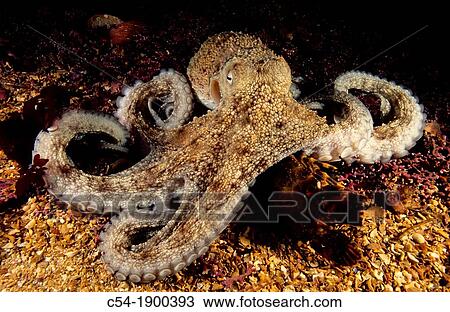 Stock Image - Octopus Octopus vulgaris devouring Little cape town lobster Scyllarus arctus Eastern Atlantic Galicia Spain. Fotosearch