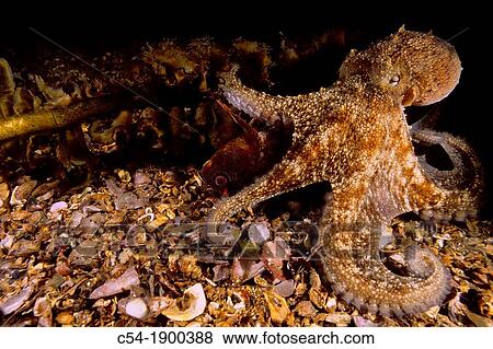 Stock Photo - Octopus Octopus vulgaris devouring Tompot blenny Parablennius gattorugine Eastern Atlantic Galicia Spain. Fotosearch