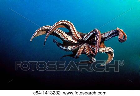 Octopus (Octopus vulgaris), Eastern Atlantic, Galicia, Spain View Large Photo Image Stock Image - Octopus (Octopus vulgaris), Eastern Atlantic, Galicia, Spain. Fotosearch
