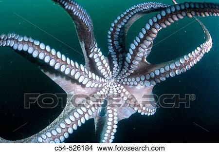 Octopus (Octopus vulgaris). Galicia, Spain View Large Photo Image Picture - Octopus (Octopus vulgaris). Galicia, Spain. Fotosearch