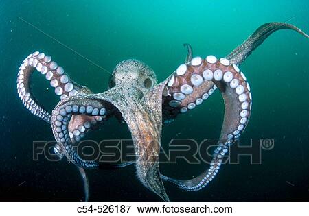 Octopus (Octopus vulgaris). Galicia, Spain View Large Photo Image Stock Photo - Octopus (Octopus vulgaris). Galicia, Spain. Fotosearch