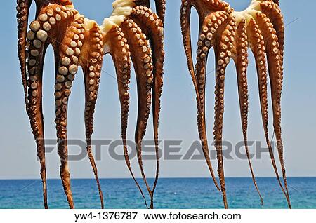Stock Photo - Octopus, Samos, Greece. Fotosearch