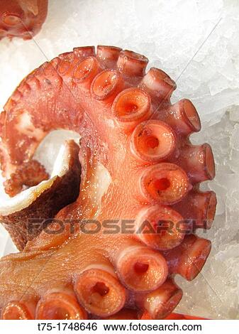 Stock Photograph - Octopus. Fotosearch