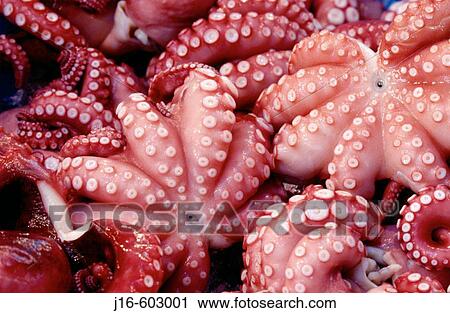 Octopuses at market. Tokyo. Japan View Large Photo Image Stock Image - Octopuses at market. Tokyo. Japan. Fotosearch