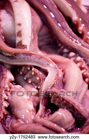 Stock Image - Octopus's arms, detail. Fotosearch