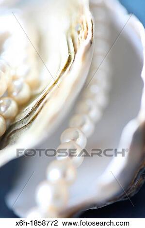 of the sea oyster shells and pearls View Large Photo Image Stock Image - of the sea oyster shells and pearls. Fotosearch