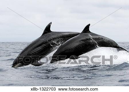 Offshore Bottlenose dolphin pair Tursiops truncatus leaping near Catalina Island in southern California, USA Pacific Ocean View Large Photo Image Stock Image - Offshore Bottlenose dolphin pair Tursiops truncatus leaping near Catalina Island in southern California, USA Pacific Ocean. Fotosearch