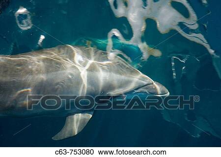 Offshore type bottlenose dolphin Tursiops truncatus bow-riding the hull of the National Geographic Sea Bird in the midriff region of the Gulf of California Sea of Cortez, Baja California Norte, Mexico View Large Photo Image Stock Image - Offshore type bottlenose dolphin Tursiops truncatus bow-riding the hull of the National Geographic Sea Bird in the midriff region of the Gulf of California Sea of Cortez, Baja California Norte, Mexico. Fotosearch
